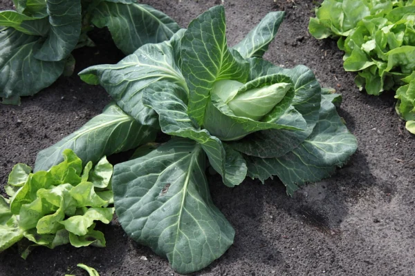 Pointed cabbage growing in a vegetable bed