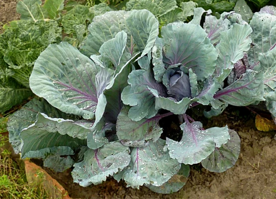 Red cabbage growing in an allotment bed with broad outer leaves