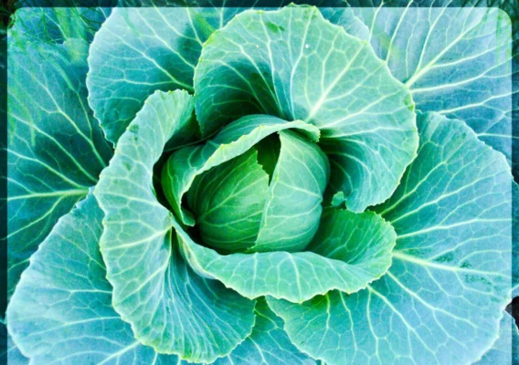 Green cabbage head surrounded by its outer leaves