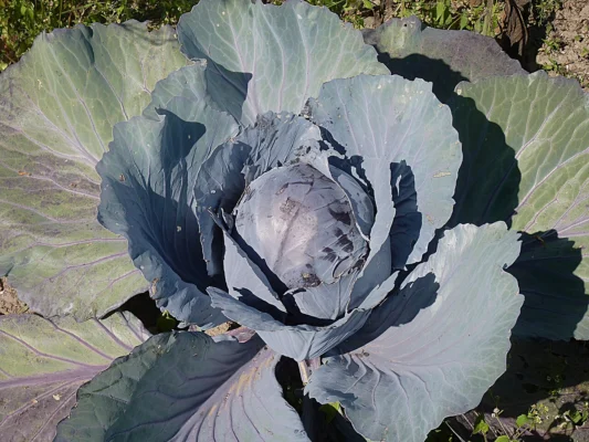 Red cabbage head surrounded by overlapping purple grey leaves