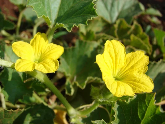 Two yellow cantaloupe flowers among green leaves