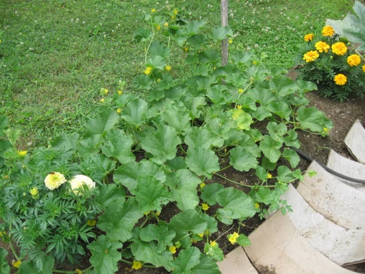 Leafy cantaloupe vines with yellow flowers growing beside netting in a garden