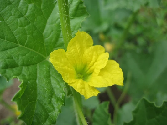 A yellow cantaloupe flower against broad green leaves