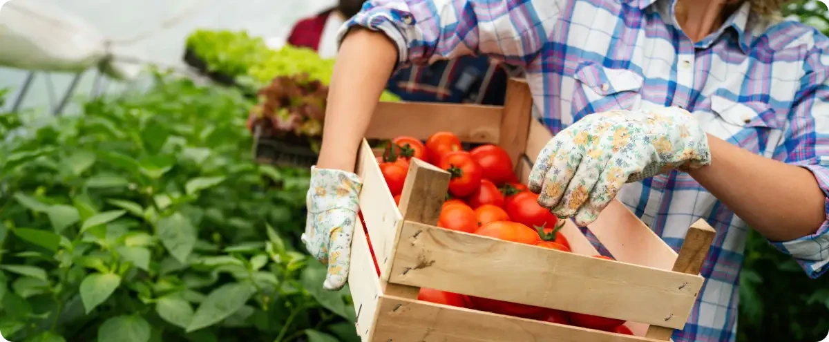 Grower carrying a wooden crate of ripe tomatoes