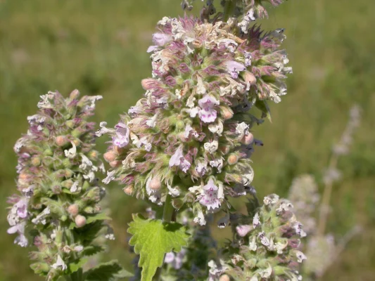 Nepeta cataria flowering above grey green foliage