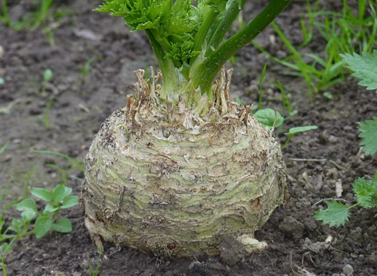 Celeriac growing in a vegetable garden in Belgium