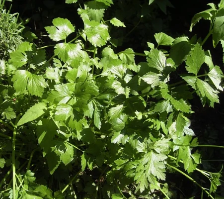 Stalk celery plants with green divided leaves