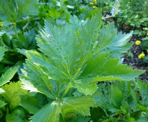 Close view of stalk celery leaves growing outdoors