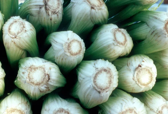 Freshly cut bases of celery bunches stacked at a market