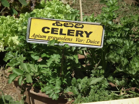Labelled stalk celery plants growing in a garden display