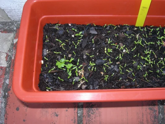 Small celery seedlings growing in a red rectangular tray