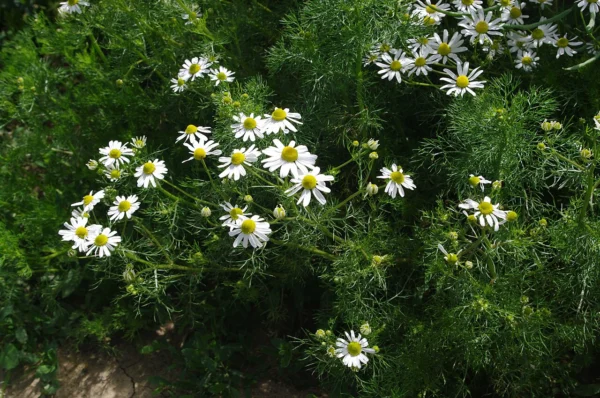 Flowering German chamomile plants with fine green foliage