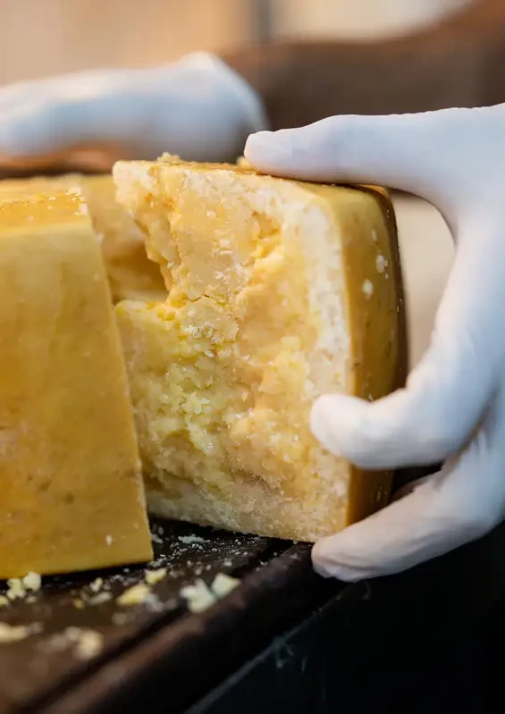 Gloved hands breaking a large piece of hard cheese