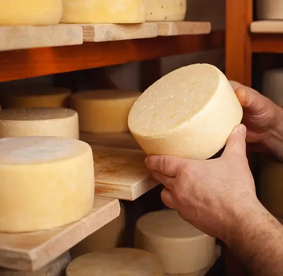 Hands holding a round cheese beside shelves of cheese wheels