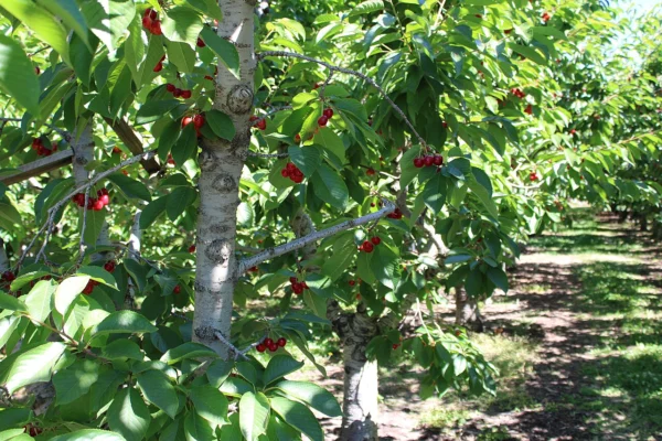 Red Sweetheart cherries among leaves and branches in an orchard