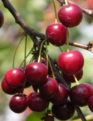 Glossy red English Morello cherries hanging from a leafy branch