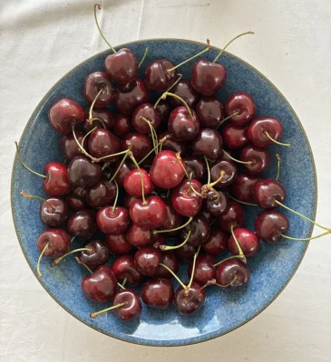 Harvested Lapins cherries with stalks in a blue bowl