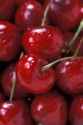 Red Bing cherries with water droplets in a close view