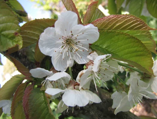 White flowers and green leaves on a Stella cherry at Heronswood Gardens