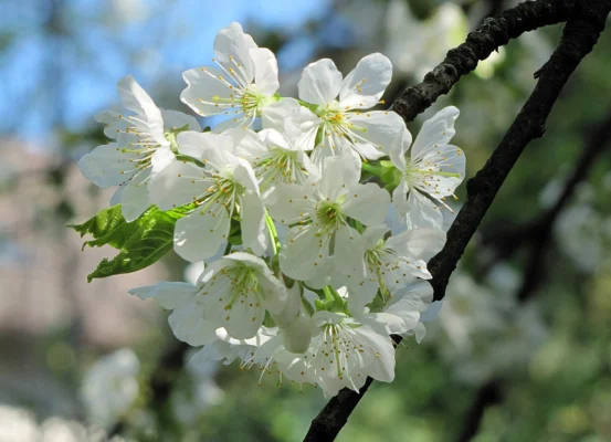 White Prunus avium flowers clustered along a branch