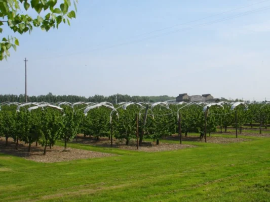 Rows of cherry trees beneath protection supports in an orchard at Norton in Kent