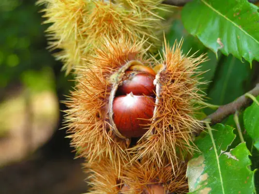 Brown sweet chestnuts revealed inside a densely spined open burr