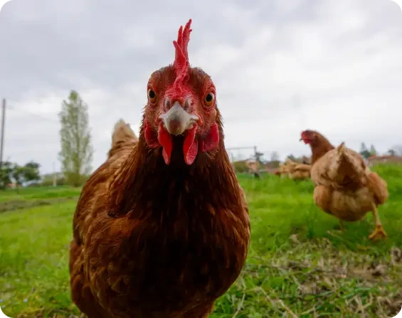 A brown hen looking towards the camera in a grassy field