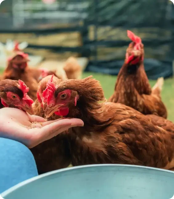Brown hens eating from an open hand