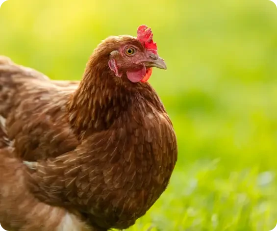 Close view of a brown hen against a green background