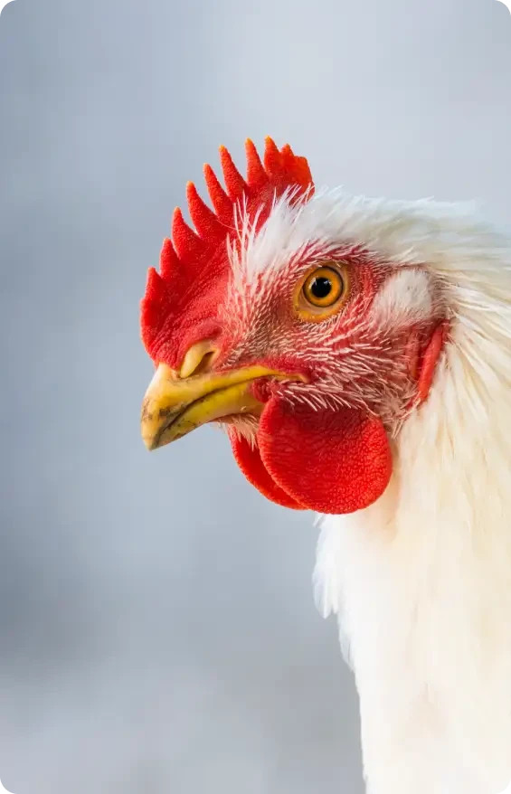 Close view of a white hen's head and red comb