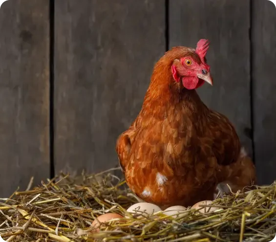 A brown hen sitting on eggs in a straw nest