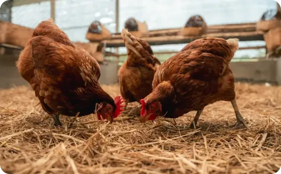 Brown hens pecking at straw inside an enclosure