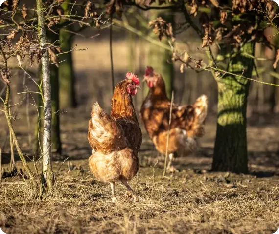 Brown hens walking beneath small trees in an enclosure