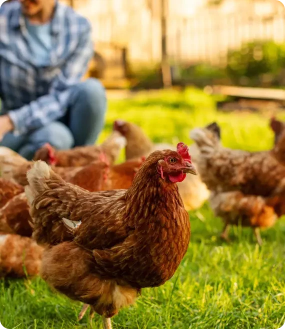 Free-range chickens walking on grass with a farmer sitting in the background on a sunny day