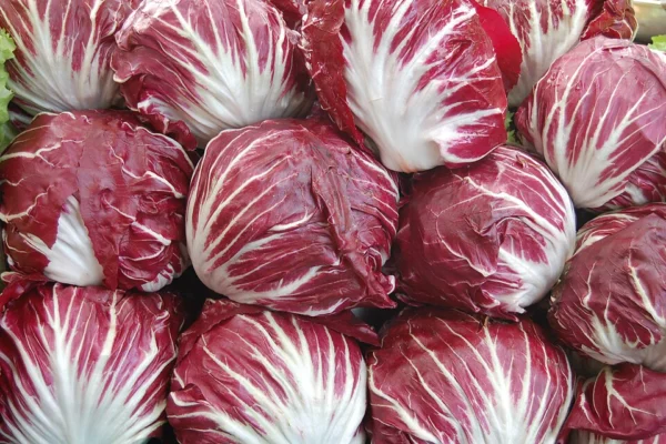Round red Chioggia radicchio heads with white leaf veins
