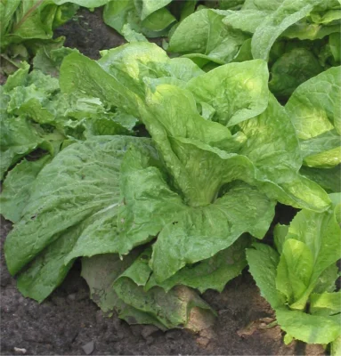 Green sugarloaf chicory forming an upright head