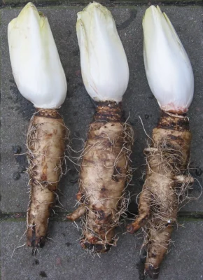 Pale witloof chicory shoot attached to its root