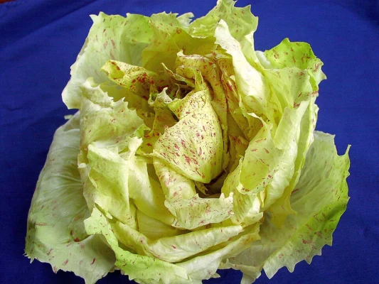 Cream and red speckled Castelfranco radicchio head