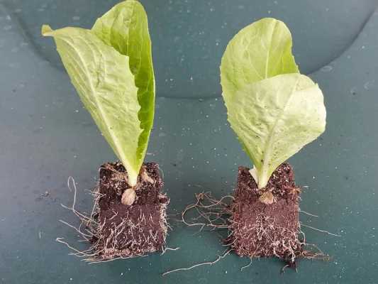 Young sugarloaf chicory plants
