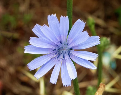 Blue flower of Cichorium intybus