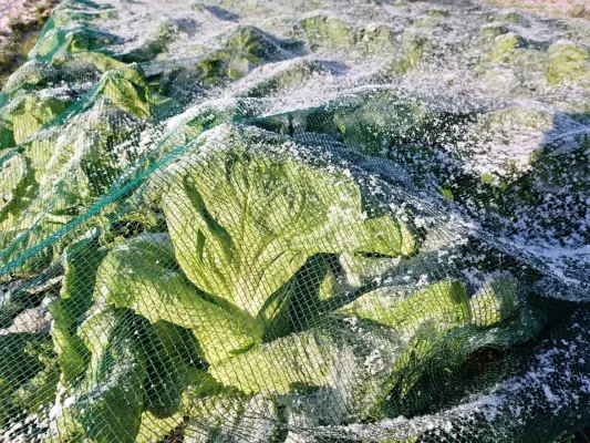 Sugarloaf chicory crop protected with mesh