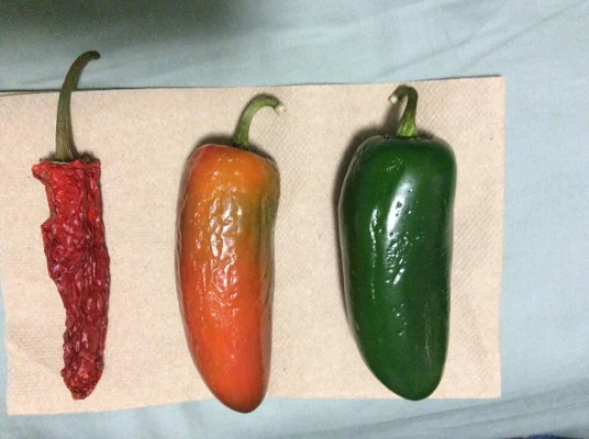 Jalapeno peppers at green, orange and dried red stages