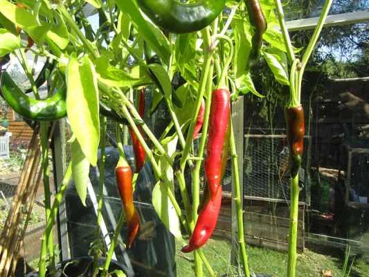 Long cayenne chillies growing on a plant in Norfolk