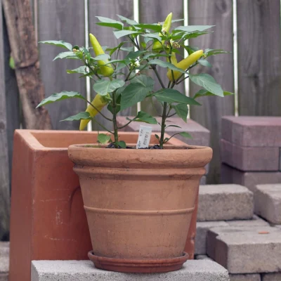 Hungarian wax pepper plant with pale tapered fruits