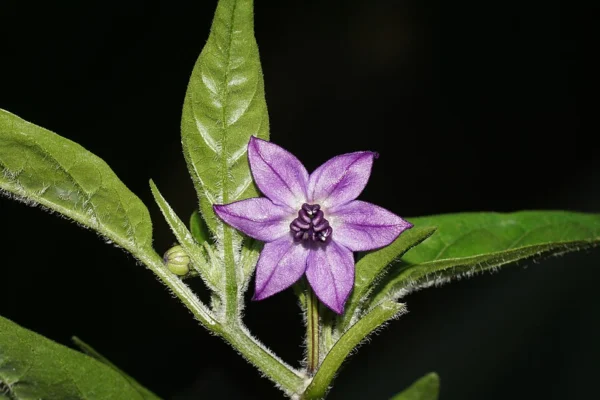 Purple flower of the Black Pearl chilli cultivar