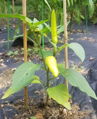 Hungarian wax chilli plant with developing peppers and flowers