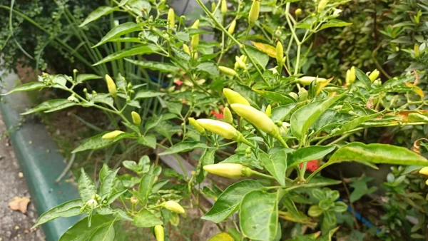 Chilli plants with small upright pale fruits in a container