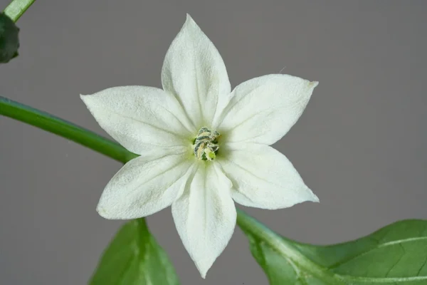 Flower of a jalapeno chilli plant