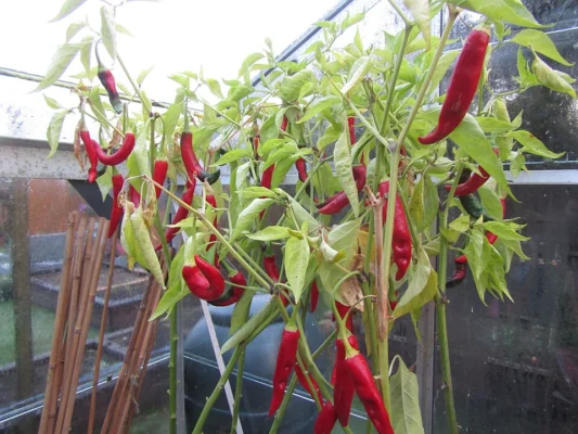 Cayenne chilli plant photographed in autumn in Norfolk