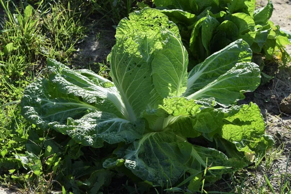 Chinese cabbage Manoko with broad green leaves